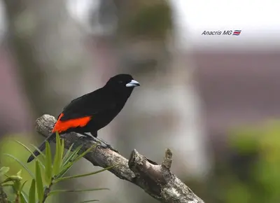 a black and red bird sitting on a tree branch at Casa Alexa Venecia in Venecia
