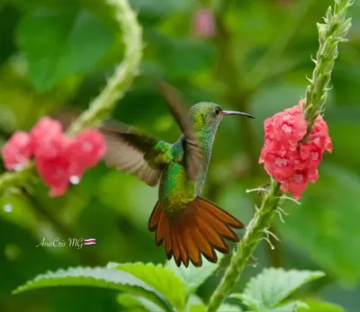 a hummingbird flying next to a pink flower at Casa Alexa Venecia in Venecia