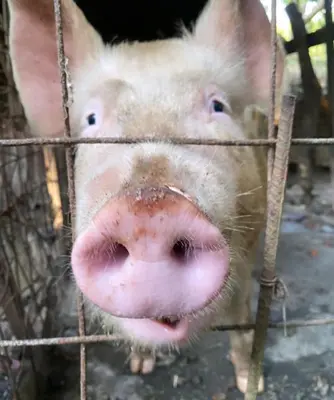 a pig in a cage looking through a fence at El Chagüite monteverde #2 in Monteverde Costa Rica