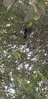 a bird is sitting on a tree branch at Beach, Oceanfront 2BR, 2BA Condo in Las Catalinas - Plaza Mercado 12 in Playa Danta