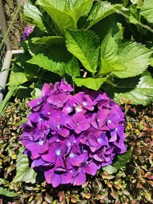 a bunch of purple flowers in a garden at Casa morfo in Bijagua