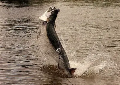 a dolphin jumping out of the water in the water at Natural Lodge Caño Negro in Caño Negro