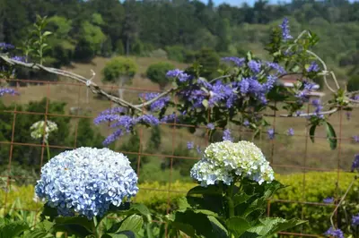two purple and white flowers in front of a fence at Finca Paraiso Mountain Retreat near San Jose Airport in Birrí