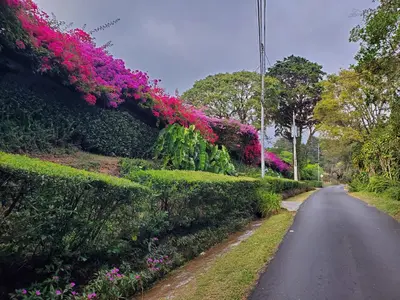 a road lined with pink flowers on a hedge at Finca Paraiso Mountain Retreat near San Jose Airport in Birrí