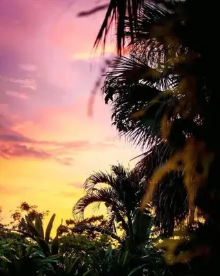 a palm tree with a sunset in the background at Casa Bella in Jacó