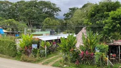 a group of plants on the side of a road at Apartamentos Equipados DMR #3 in Uvita
