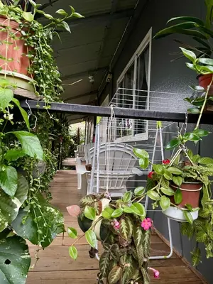 a porch with a bunch of plants on it at Apartamentos Equipados DMR #3 in Uvita