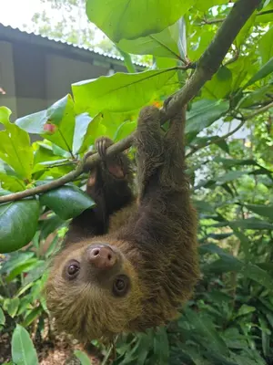 a three toed sloth hanging from a tree at Villa Sueños del Arenal in Fortuna