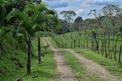 a dirt road in a field with palm trees at Quinta Túru in Colonia