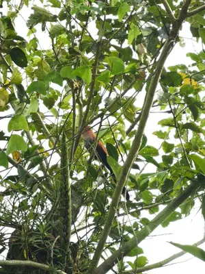 a red bird sitting in a tree at Quinta Túru in Colonia