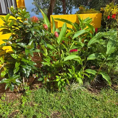 a garden with green plants and red flowers at Hacienda en Los Volcanes in Hacienda Guayabo