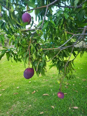 a tree with purple fruit hanging from it at Hacienda en Los Volcanes in Hacienda Guayabo
