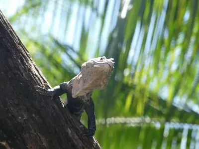 a lizard on the side of a tree at Safari tent with private pool close to Manuel Antonio Glamping 1 in Matapalo