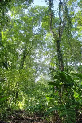 a forest filled with lots of lush green trees at Manatus Hotel in Tortuguero