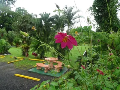 a garden with a pink flower and a bench at Hotel Vista al Tortuguero in Cariari