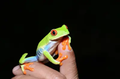 a person holding a green frog on a finger at Hotel Vista al Tortuguero in Cariari