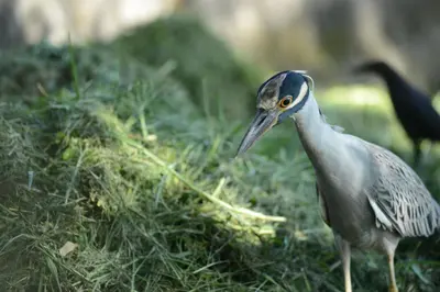 a bird is standing in the grass at Hotel Vista al Tortuguero in Cariari