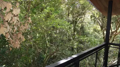 a view of the forest from a balcony at Manakin Lodge, Monteverde in Monteverde Costa Rica