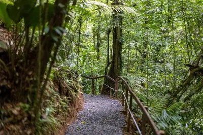 a trail in the jungle with a wooden fence at Cabañas Caeli, El Toucan, Peaceful Rainforest Retreat with Stunning Views in Fortuna