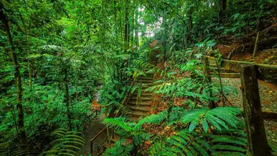 a trail in the jungle with stairs in the woods at Cabañas Caeli, La Perezosa, La Fortuna Rainforest Glass Cabin w Amazing Views in Fortuna