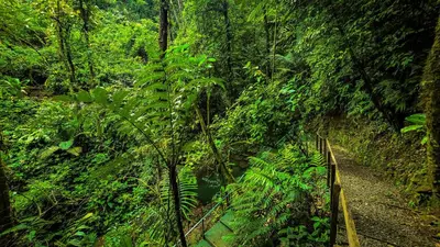 a trail in a lush green forest with a bridge at Cabañas Caeli, El Congo, La Fortuna Rainforest Glass Cabin w Suite in Fortuna