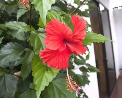 a red flower on a plant with green leaves at Sol Pacifico Lodge in Cascajal