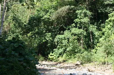 a forest filled with lots of lush green trees at Sol Pacifico Lodge in Cascajal