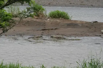 a group of crocodiles laying in the water at Sol Pacifico Lodge in Cascajal