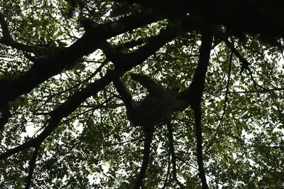 a bird is sitting on a tree branch at Sol Pacifico Lodge in Cascajal