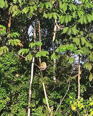 a monkey sitting on top of a tree at Kocorica in Parrita