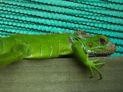 a green lizard is laying on the floor at Kocorica in Parrita