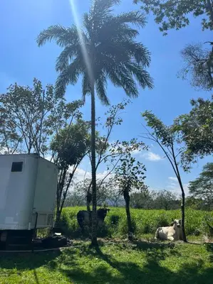 two cows laying in the grass next to a palm tree at Trailer House in Vara Blanca