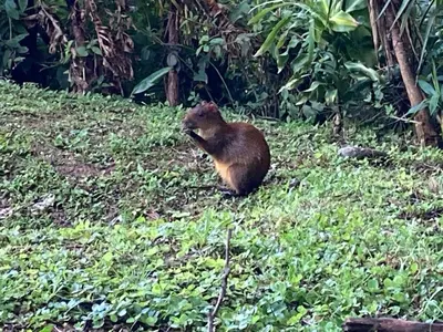 a small brown animal sitting on a grass field at Globi Lodge #6 in Monteverde Costa Rica