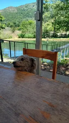 a dog laying on a table next to a bench at Persea Inn & Restaurante Toro Careto in El Copey