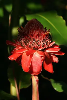 a red flower on a plant with a dark background at Tree of Life Cabinas in Dominical