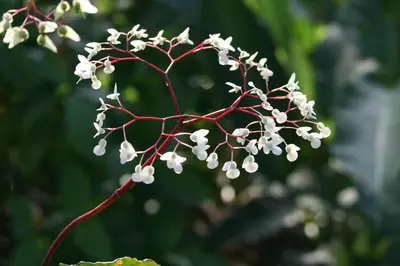 a bunch of white flowers on a tree branch at Tree of Life Cabinas in Dominical