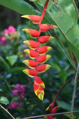 a red and yellow flower on a plant at Tree of Life Cabinas in Dominical