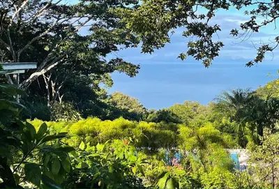 a view of a garden with trees and bushes at Tree of Life Cabinas in Dominical