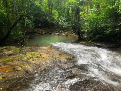a river in the middle of a forest at The Elements Costa Rica Nature Lodges in Platanillo