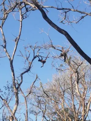 two birds flying through the tops of trees at Landscape-Cabaña Summer-Full Equipada in La Cruz