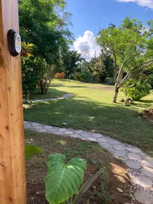 a leafy plant in a yard with a walkway at Casa Yami Lodge in Fortuna
