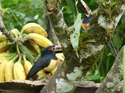 a bird perched on a tree branch next to a bunch of bananas at Villa El Tucán in Bijagua