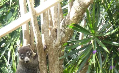 a brown bear is standing in a tree at Villa El Tucán in Bijagua