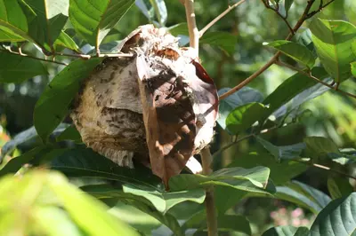 a bird nest in a tree at Casa Amarilla San Carlos in Venecia