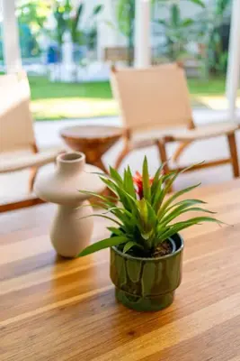 a plant sitting on a wooden floor next to two chairs at Hermosa Palms, Casa Lorenzo Beach Front Club House in Playa Hermosa