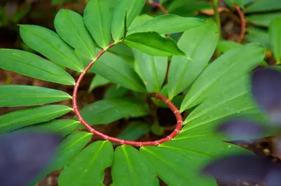a green plant with a red ring on it at Casa Ananda a Bali Inspired Home in Nosara