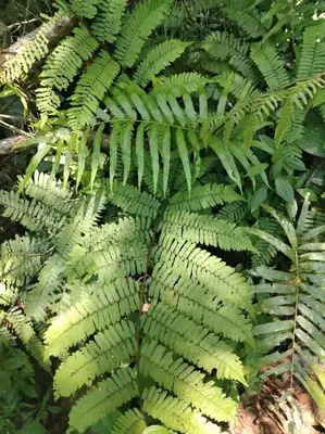 a green plant with lots of green leaves at Cala-Ranch Suites - Dream in Quesada