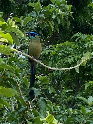 a bird sitting on a branch of a tree at Villas Flakis, Vela in Monteverde Costa Rica