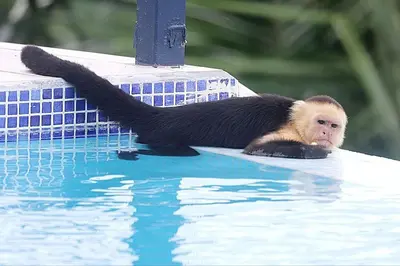 a monkey laying on the edge of a swimming pool at Luxury Villa with Separate Guest house and 360view in Quepos