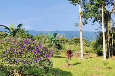 a garden with purple flowers and palm trees at Casa Arthémis - Rainforest Lodge in Guápiles